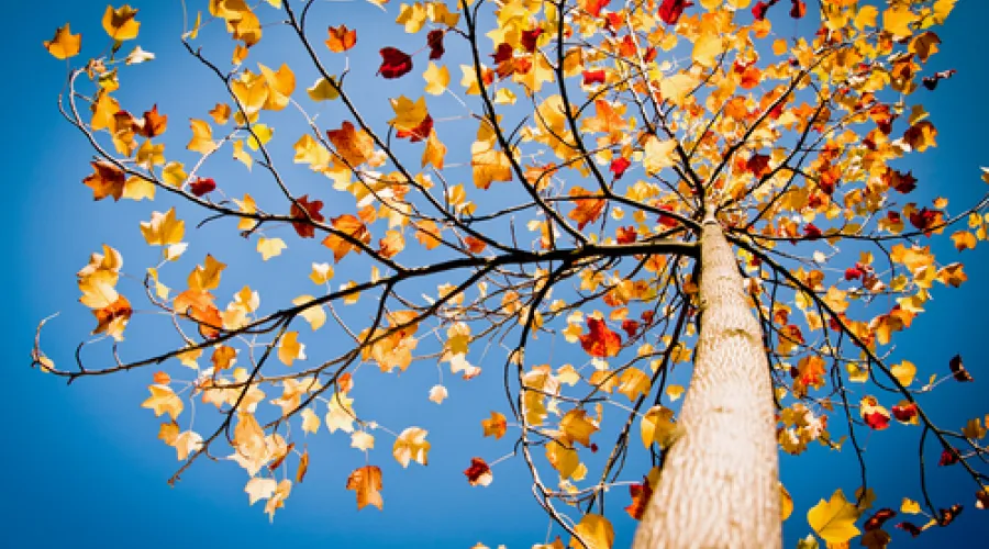 What is UCITS, and what is a UCITS fund? Thomas Murray